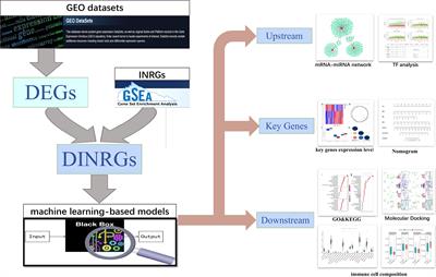 Inflammation in Preeclampsia: Genetic Biomarkers, Mechanisms, and Therapeutic Strategies